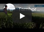 gula tambora